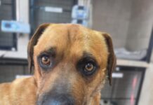 Un perro mutilado en un accidente municipal genera indignación y reclamos de justicia