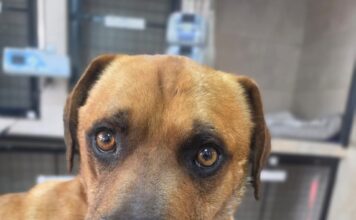 Un perro mutilado en un accidente municipal genera indignación y reclamos de justicia
