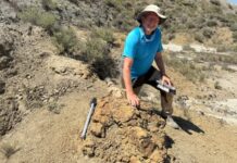 Descubrimiento Asombroso: Huellas de un T. rex Revelan su Forma de Caminar Hace 66 Millones de Años