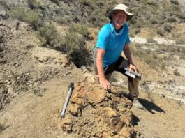 Descubrimiento Asombroso: Huellas de un T. rex Revelan su Forma de Caminar Hace 66 Millones de Años