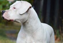 Tragedia en Córdoba: Niña de dos años muere tras ataque de perros