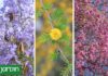 Los Seis Árboles que Anuncian la Primavera con su Colorido Espectacular