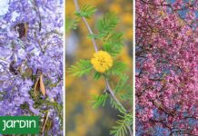 Los Seis Árboles que Anuncian la Primavera con su Colorido Espectacular