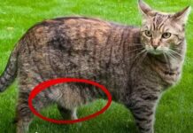 La sorprendente función de la «bolsa primordial» en los gatos