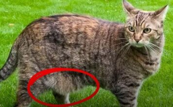 La sorprendente función de la «bolsa primordial» en los gatos