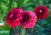 Descubre por qué es el momento ideal para reintroducir las dalias en tu jardín