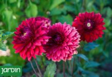 Descubre por qué es el momento ideal para reintroducir las dalias en tu jardín