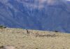Descubren un enigmático geoglifo en los Andes que podría reescribir la historia incaica