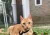 Una adopción que transformó vidas: la historia de Carolina y Felipe, el gato que llegó para quedarse