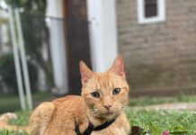 Una adopción que transformó vidas: la historia de Carolina y Felipe, el gato que llegó para quedarse
