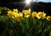 La llegada de la primavera en Argentina: ¿Cuándo comienza en 2026?