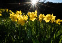 La llegada de la primavera en Argentina: ¿Cuándo comienza en 2026?