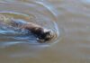 Emotiva liberación de lobos marinos tras su rehabilitación en el Ecoparque
