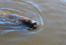 Impactante liberación de lobos marinos en las costas argentinas