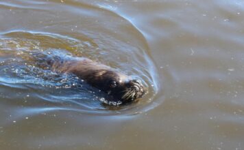 Impactante liberación de lobos marinos en las costas argentinas