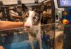 La Revolución de la Pet Economy: Un Mercado en Auge Detrás de Nuestras Mascotas