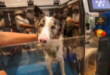La Revolución de la Pet Economy: Un Mercado en Auge Detrás de Nuestras Mascotas
