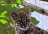 El enigmático Tigrino: el nuevo felino que desafía la curiosidad humana