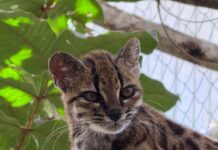 El enigmático Tigrino: el nuevo felino que desafía la curiosidad humana