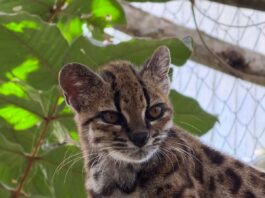 El enigmático Tigrino: el nuevo felino que desafía la curiosidad humana