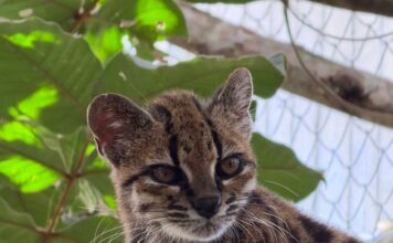 El enigmático Tigrino: el nuevo felino que desafía la curiosidad humana