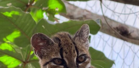 El enigmático Tigrino: el nuevo felino que desafía la curiosidad humana