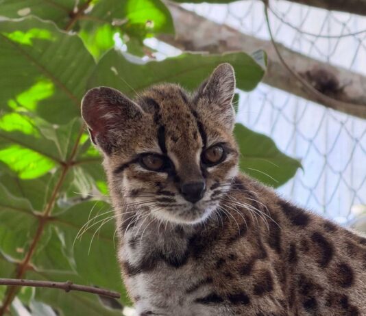 El enigmático Tigrino: el nuevo felino que desafía la curiosidad humana