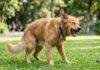 Estornudos de perros: ¿Comunicando felicidad en lugar de enfermedad?
