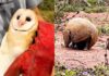 Emotiva liberación de quirquinchos y lechuzas en un parque de Jujuy