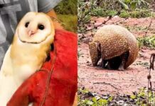 Emotiva liberación de quirquinchos y lechuzas en un parque de Jujuy