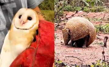 Emotiva liberación de quirquinchos y lechuzas en un parque de Jujuy