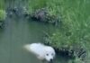 Cachorra rescatada de un estanque enfrenta un arduo camino hacia la recuperación