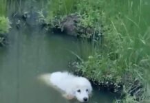 Cachorra rescatada de un estanque enfrenta un arduo camino hacia la recuperación