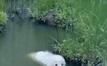 Cachorra rescatada de un estanque enfrenta un arduo camino hacia la recuperación