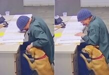 La desgarradora despedida de una abuela y su perro conmueve a las redes sociales