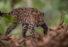 Descubren el Gato Tilcayo: Una nueva especie que desafía la clasificación de felinos sudamericanos