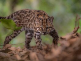 Descubren el Gato Tilcayo: Una nueva especie que desafía la clasificación de felinos sudamericanos
