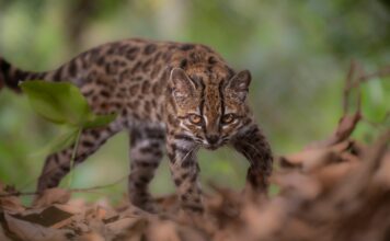 Descubren el Gato Tilcayo: Una nueva especie que desafía la clasificación de felinos sudamericanos