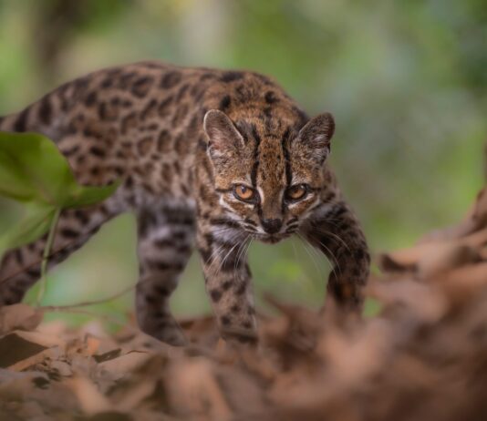 Descubren el Gato Tilcayo: Una nueva especie que desafía la clasificación de felinos sudamericanos