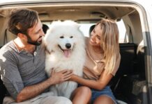 La clave para la educación canina: ¿Saludar a tu perro es un error?