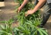 Mendoza impulsa una revolución productiva con la regulación del cannabis
