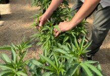 Mendoza impulsa una revolución productiva con la regulación del cannabis