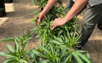 Mendoza impulsa una revolución productiva con la regulación del cannabis