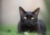 Los Gatos Negros: Mitos y Realidades de su Comportamiento
