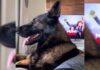 Un perro policía sorprende en TikTok por su reacción a la palabra «cocaína»