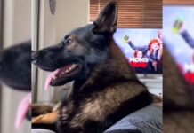 Un perro policía sorprende en TikTok por su reacción a la palabra «cocaína»