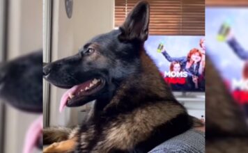 Un perro policía sorprende en TikTok por su reacción a la palabra «cocaína»