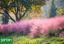 La Gramínea Rosada que Transforma los Jardines: Descubre Muhlenbergia capillaris