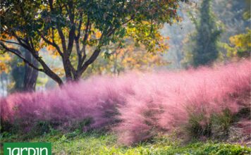 La Gramínea Rosada que Transforma los Jardines: Descubre Muhlenbergia capillaris