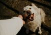 Nuevo Proyecto de Ley Busca Endurecer Sanciones por Maltrato Animal en la Provincia de Buenos Aires